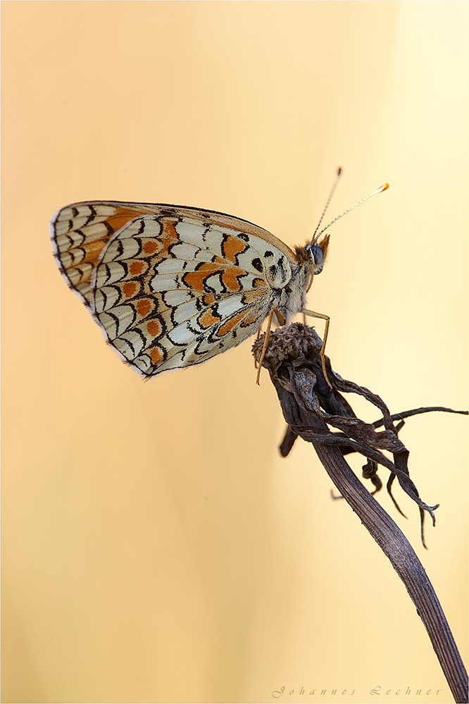 Flockenblumen-Scheckenfalter (Melitaea phoebe)