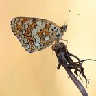 Flockenblumen-Scheckenfalter (Melitaea phoebe)