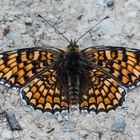 Flockenblumen-Scheckenfalter (Melitaea phoebe)