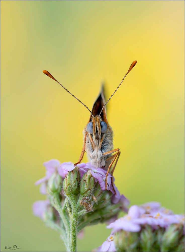 Flockenblumen-Scheckenfalter (Melitaea phoebe)