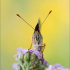 Flockenblumen-Scheckenfalter (Melitaea phoebe)