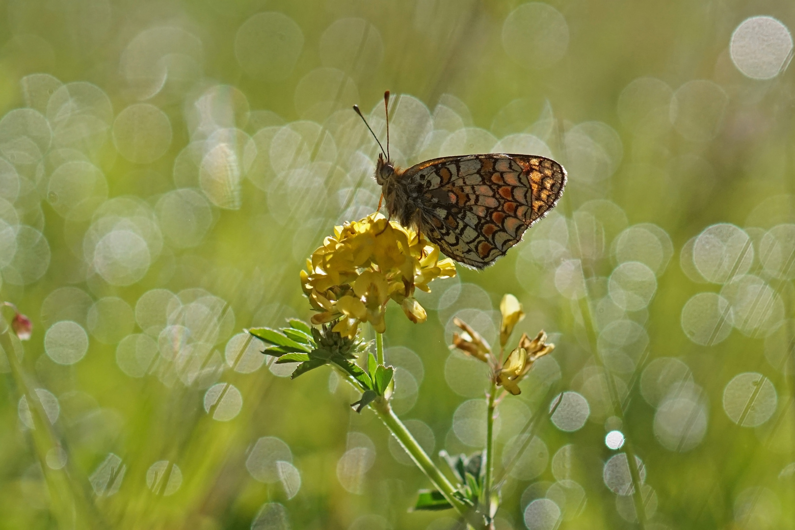 Flockenblumen-Scheckenfalter (Melitaea phoebe)