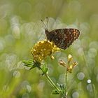 Flockenblumen-Scheckenfalter (Melitaea phoebe)