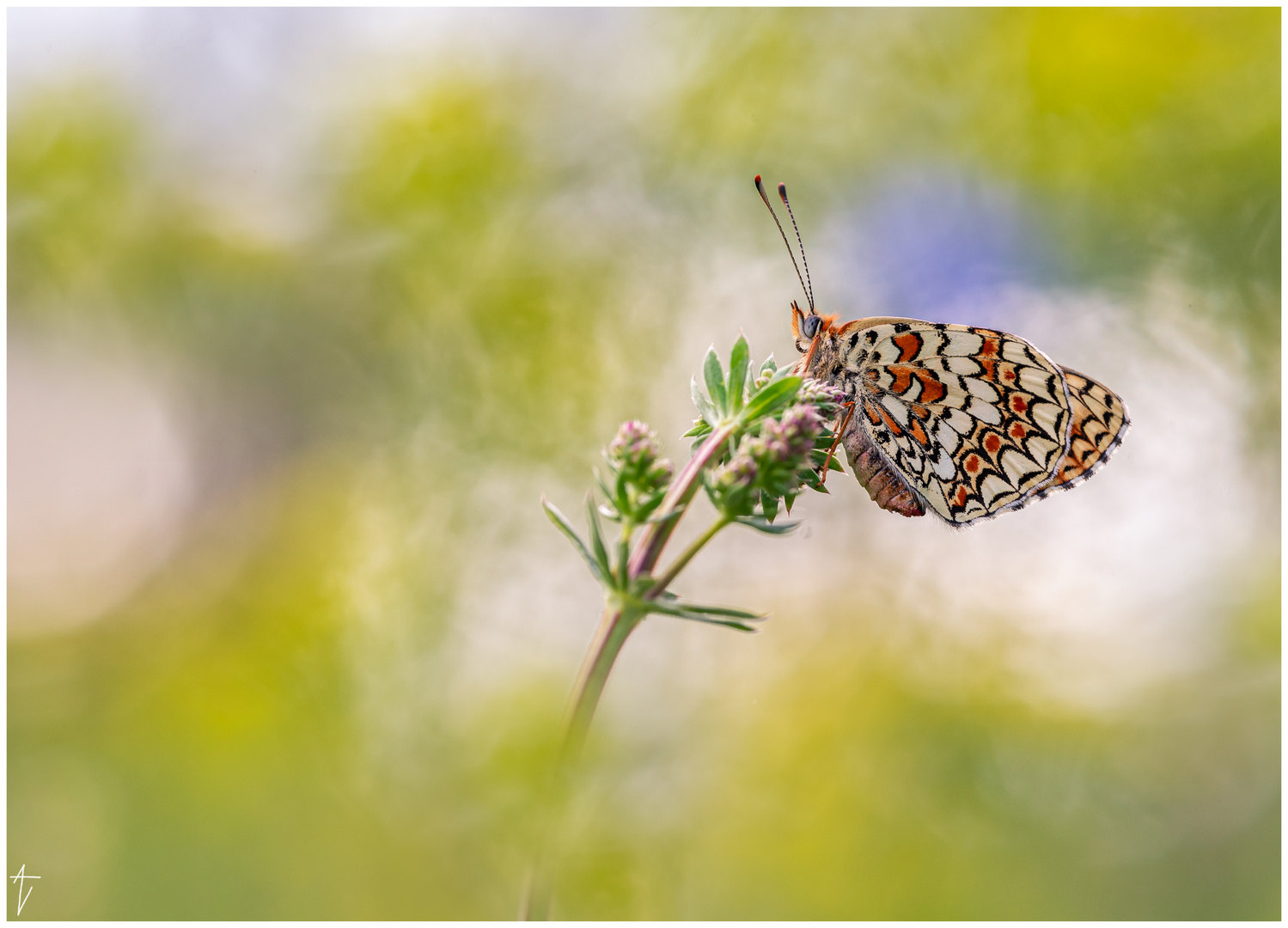 Flockenblumen-Scheckenfalter (Melitaea phoebe)