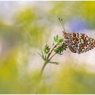 Flockenblumen-Scheckenfalter (Melitaea phoebe)