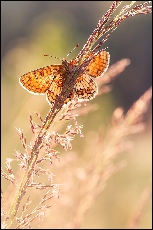 Flockenblumen-Scheckenfalter (Melitaea phoebe)