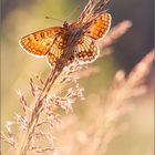 Flockenblumen-Scheckenfalter (Melitaea phoebe)