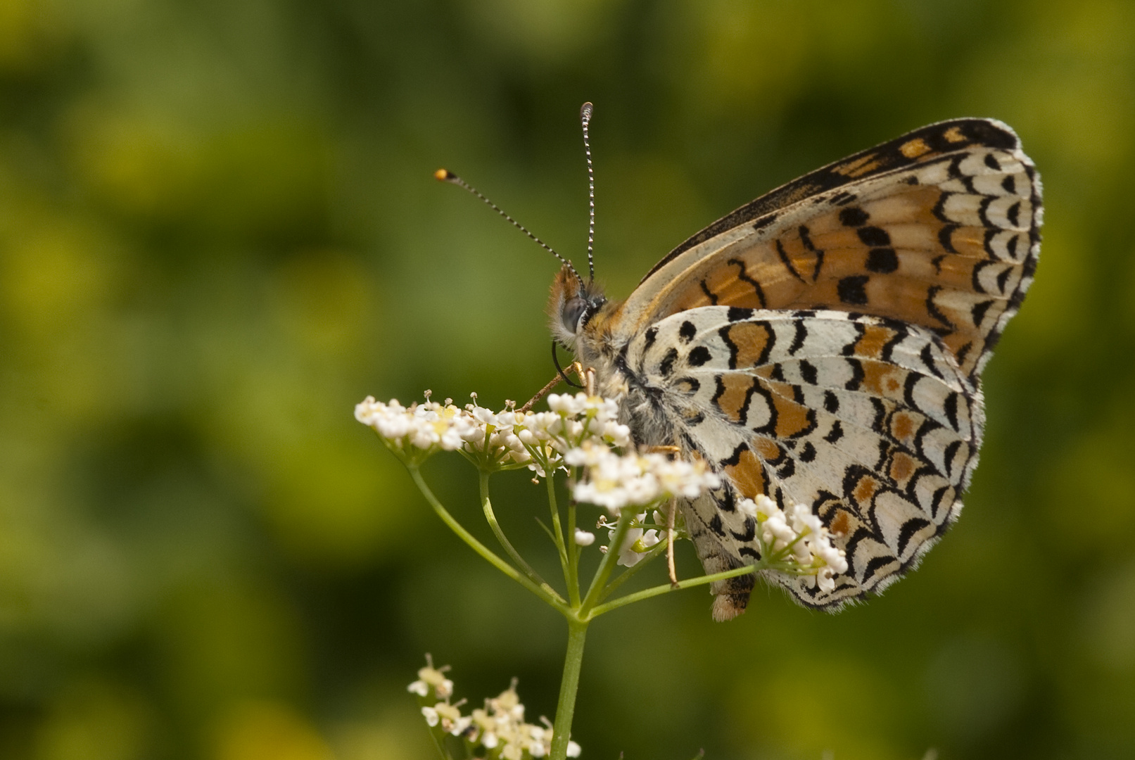 Flockenblumen-Scheckenfalter (Melitaea phoebe)