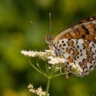 Flockenblumen-Scheckenfalter (Melitaea phoebe)