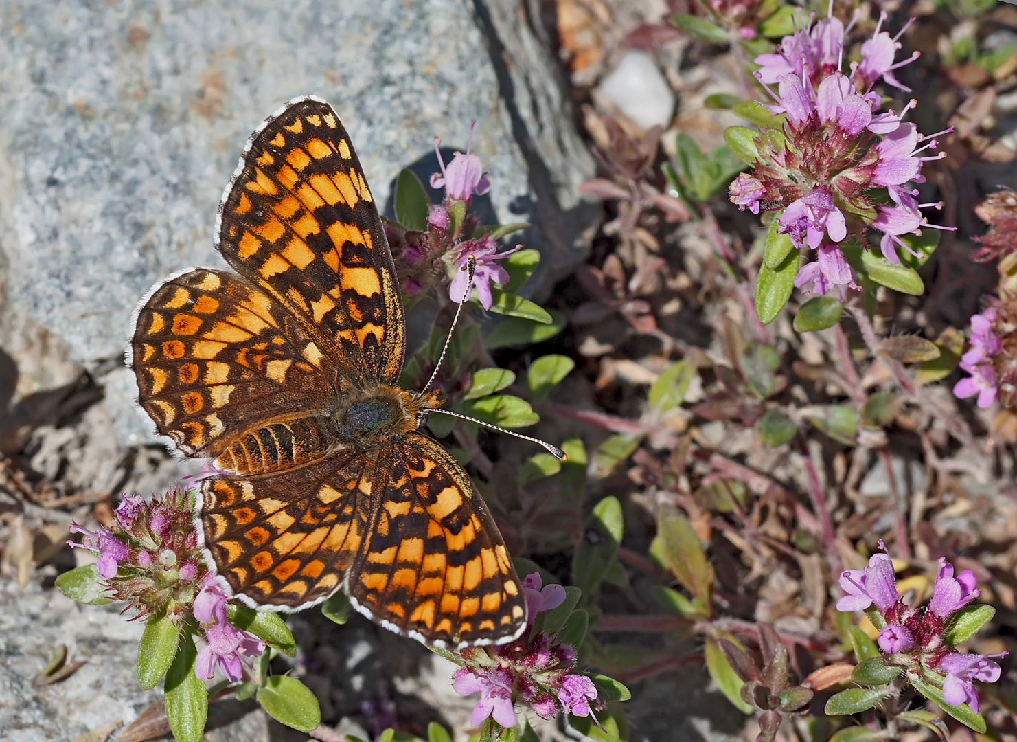 Flockenblumen-Scheckenfalter (Melitaea phoebe) - La Mélitée des centaurées.