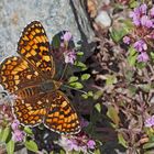 Flockenblumen-Scheckenfalter (Melitaea phoebe) - La Mélitée des centaurées.