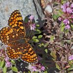 Flockenblumen-Scheckenfalter (Melitaea phoebe) - La Mélitée des centaurées.