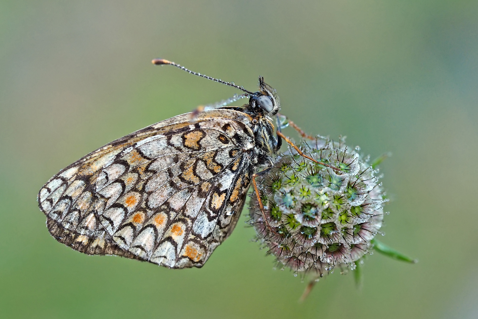 Flockenblumen-Scheckenfalter (Melitaea phoebe). - La Mélitée des centaurées ou Grand damier.