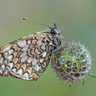 Flockenblumen-Scheckenfalter (Melitaea phoebe). - La Mélitée des centaurées ou Grand damier.