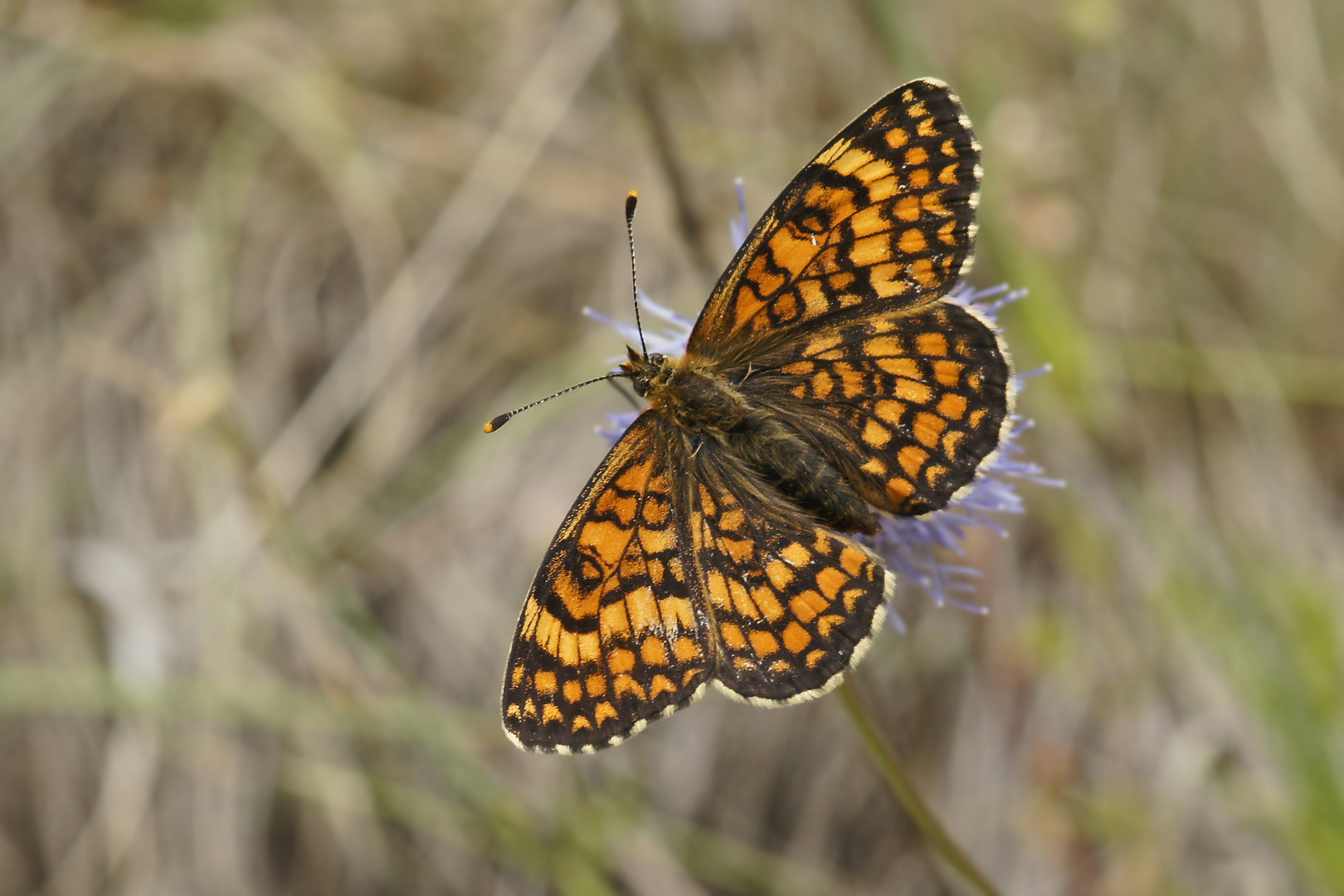 Flockenblumen-Scheckenfalter (Melitaea phoebe), Weibchen