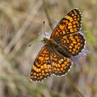 Flockenblumen-Scheckenfalter (Melitaea phoebe), Weibchen