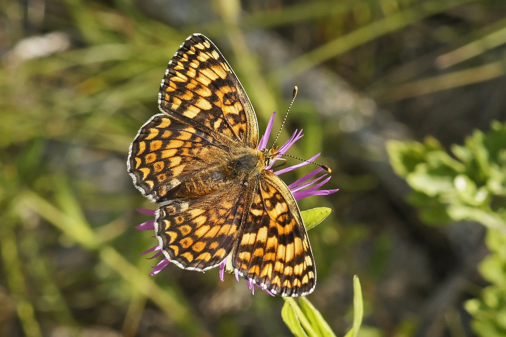 Flockenblumen-Scheckenfalter (Melitaea phoebe), Weibchen