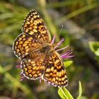 Flockenblumen-Scheckenfalter (Melitaea phoebe), Weibchen