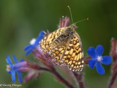 Flockenblumen Scheckenfalter   Südfrankreich