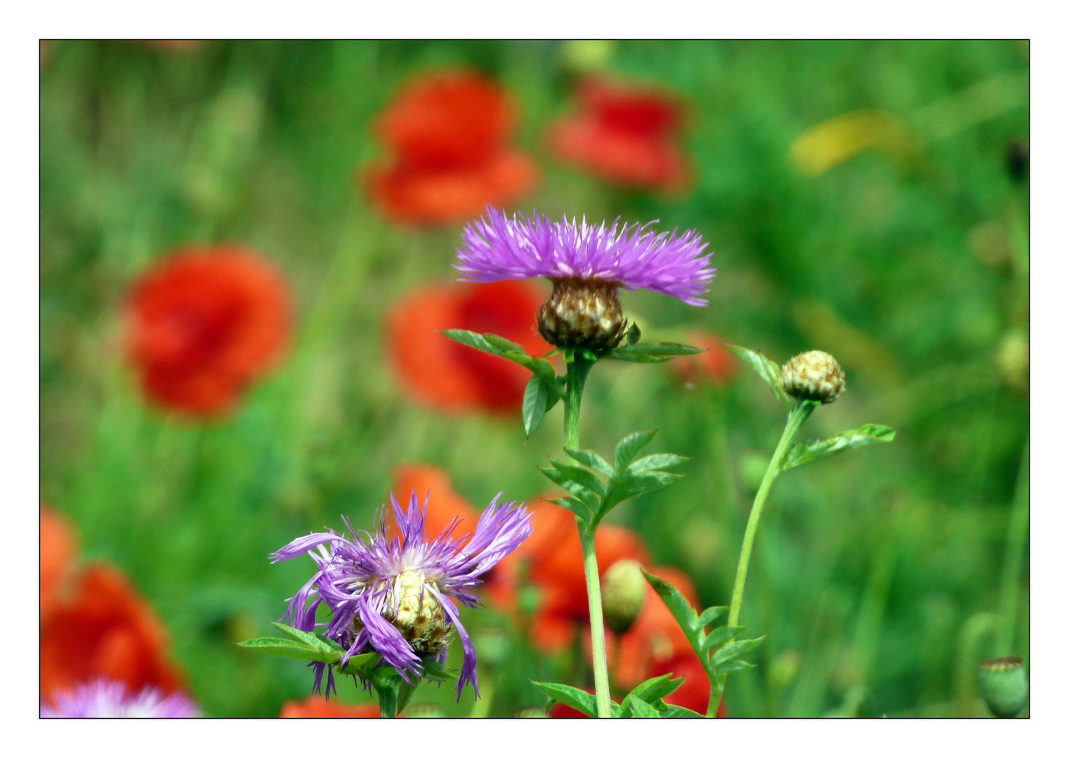 Flockenblumen vor Mohn