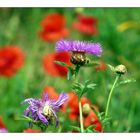 Flockenblumen vor Mohn