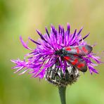 Flockenblumen werden von vielen Insekten gemocht...