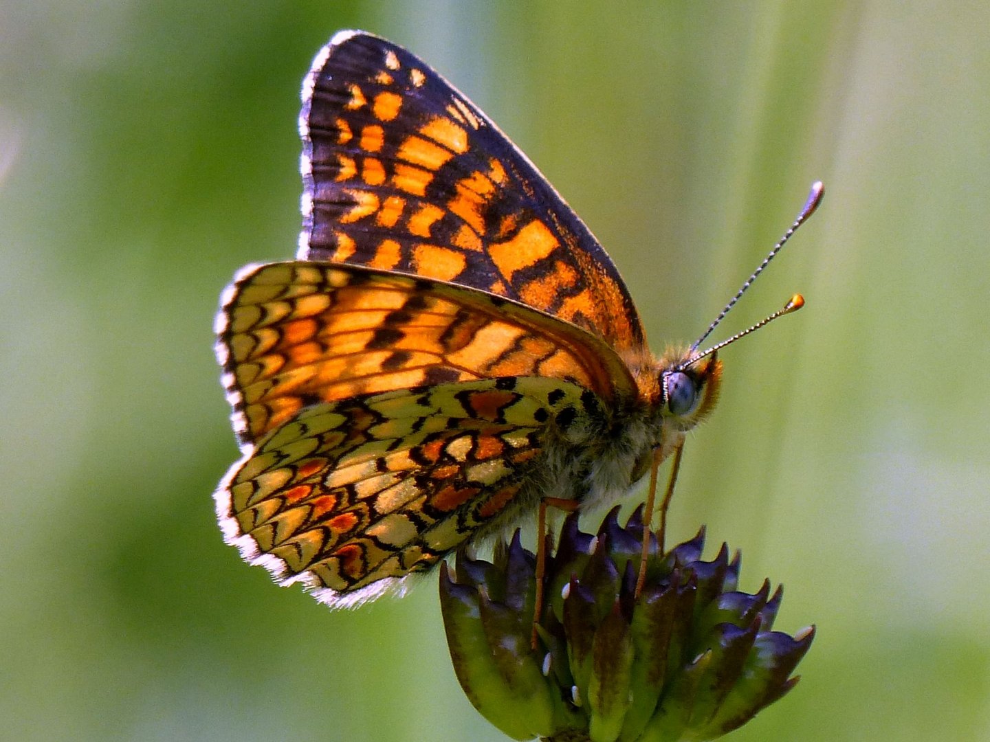 Flockenblumenscheckenfalter