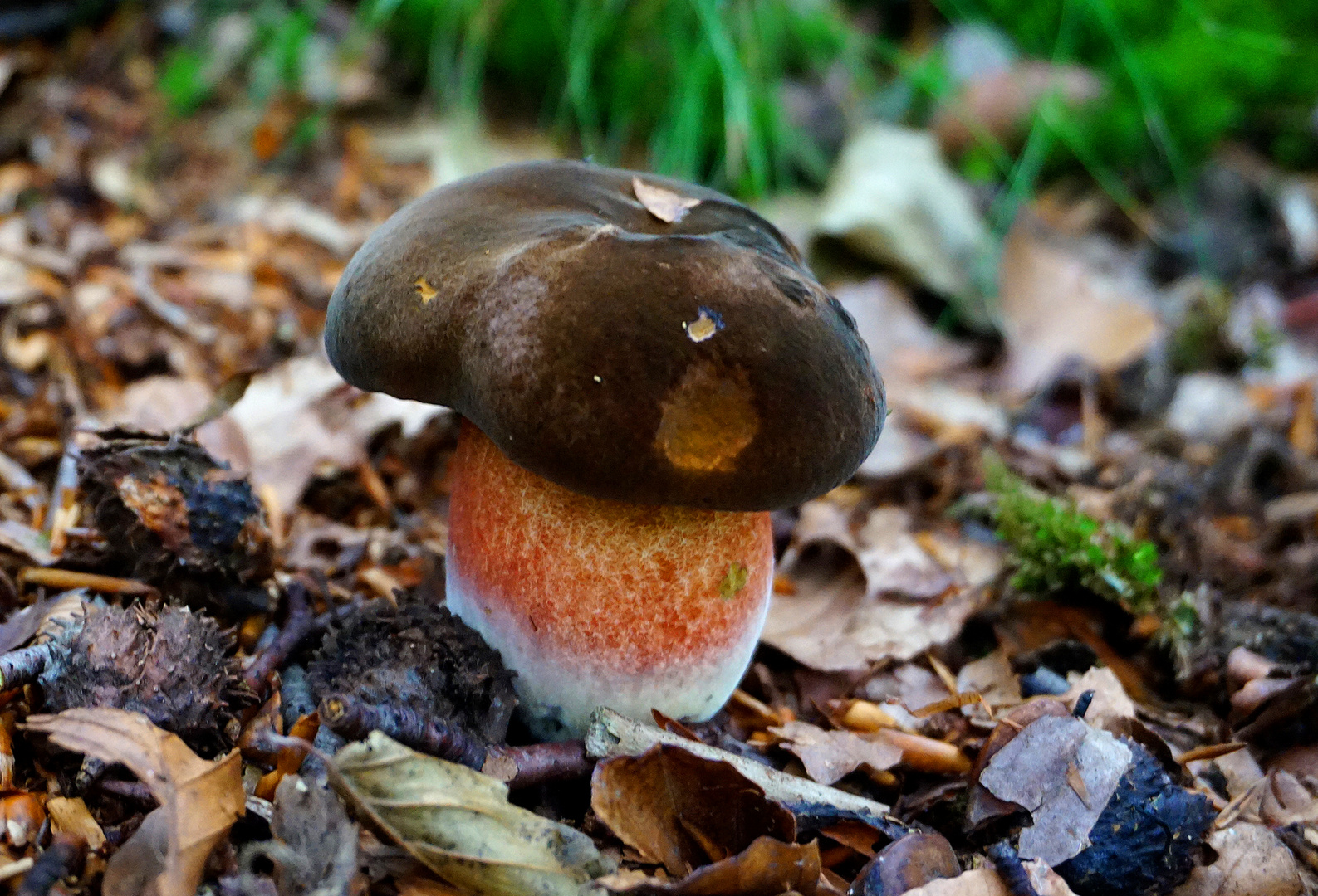 Flockenstiehliger Hexenröhrling