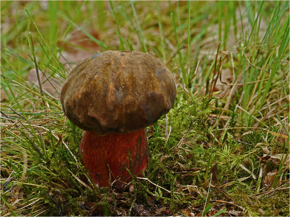 Flockenstieliger Hexen-Röhrling Foto & Bild | pflanzen ...