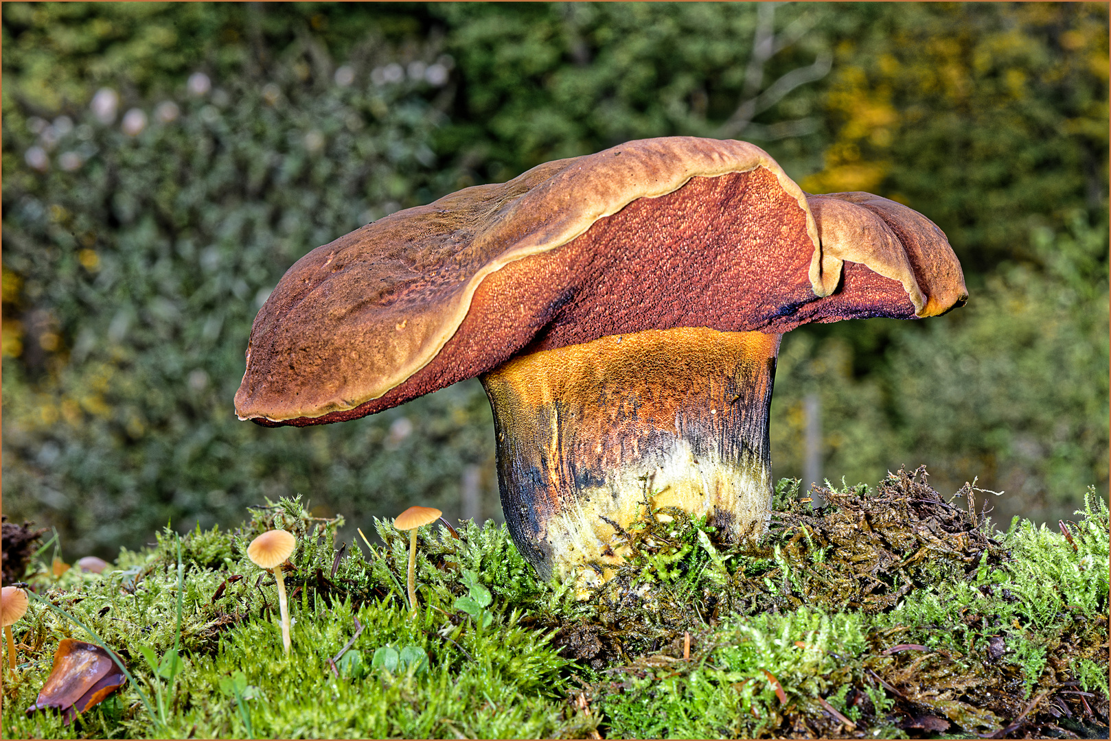 Flockenstieliger Hexen Röhrling Foto & Bild natur, nahaufnahme
