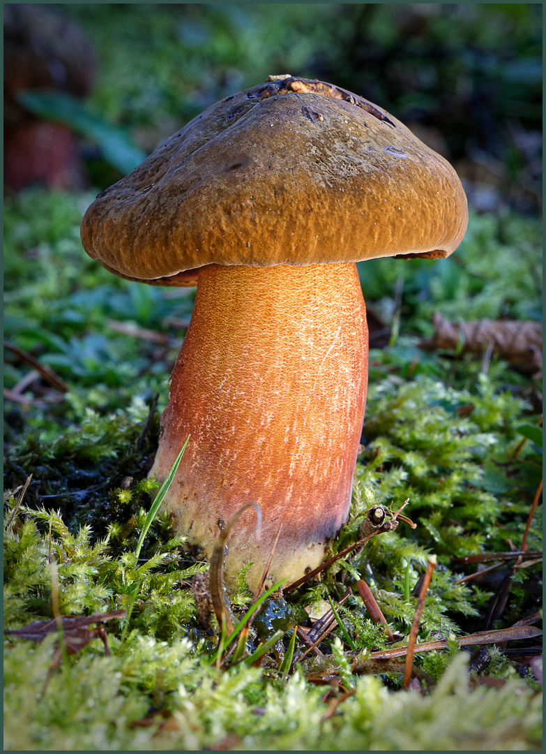 Flockenstieliger Hexen Röhrling Foto & Bild wald, natur, herbst