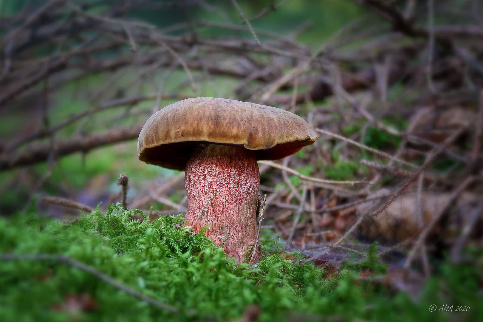 Flockenstieliger Hexenpilz