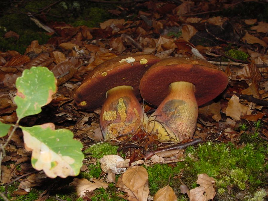 Flockenstieliger Hexenpilz