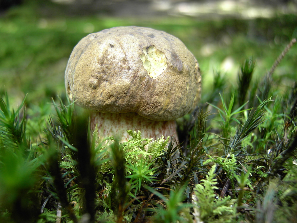 Flockenstieliger Hexenröhrling