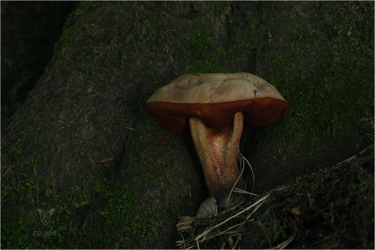 Flockenstieliger Hexenröhrling