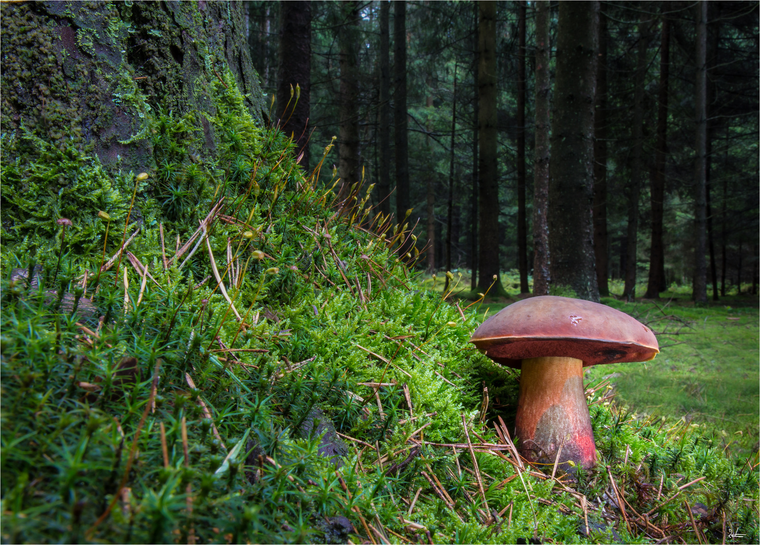 Flockenstieliger Hexenröhrling