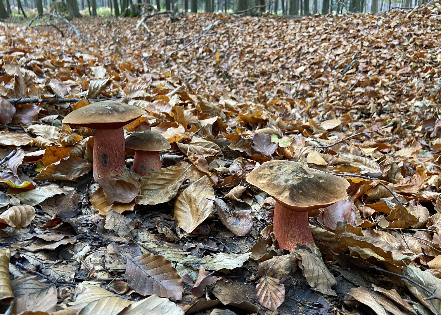 Flockenstieliger Hexenröhrling