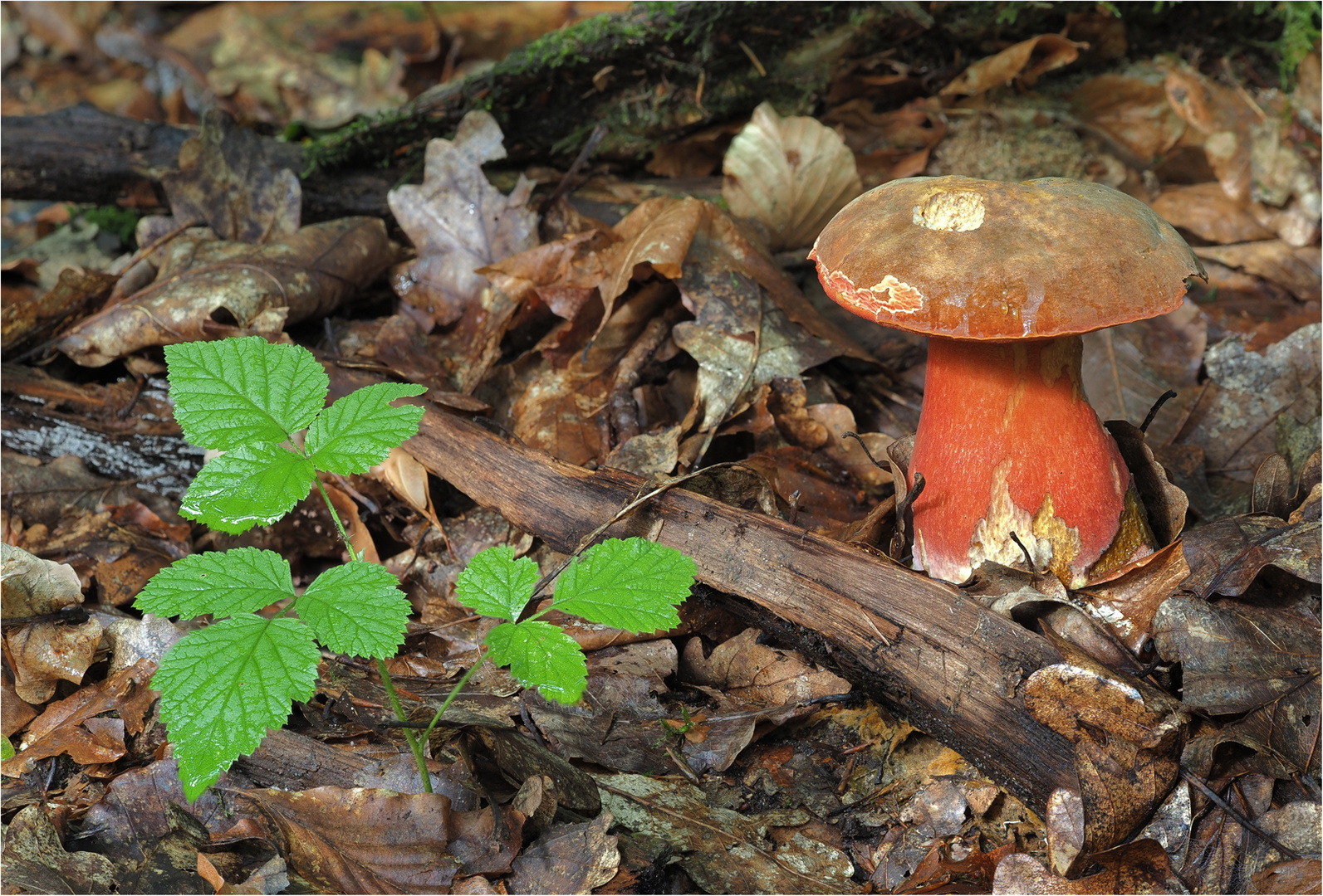 Flockenstieliger Hexenröhrling