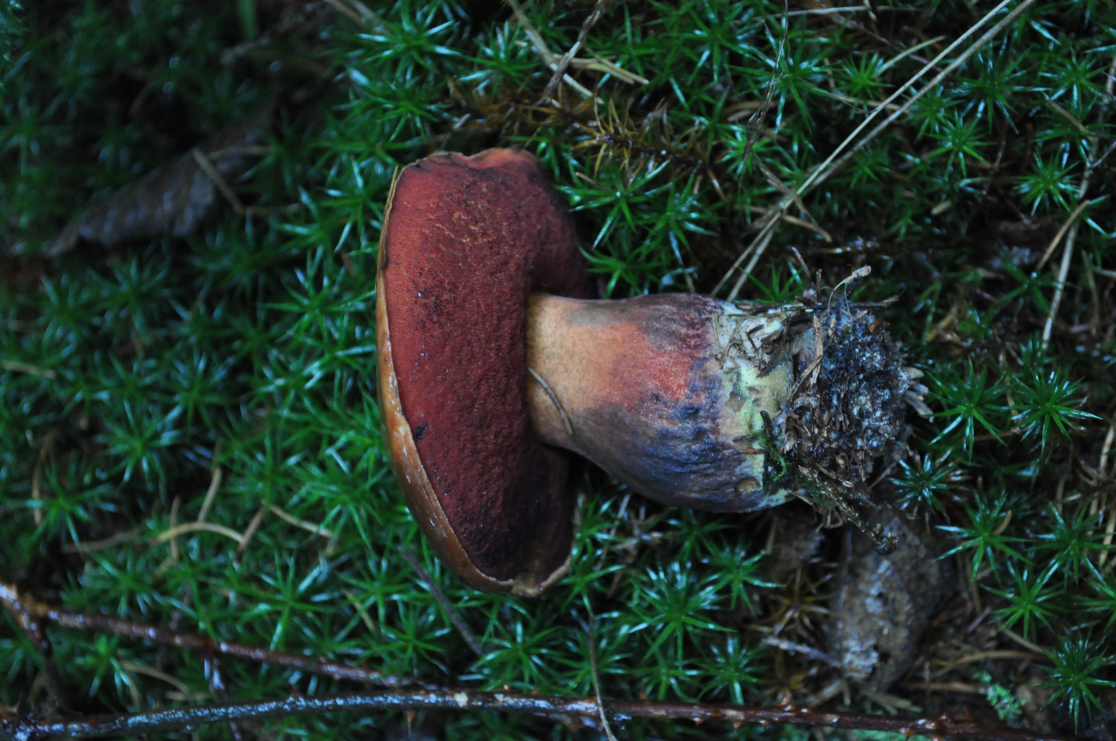 Flockenstieliger Hexenröhrling, Boletus erythropus