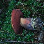 Flockenstieliger Hexenröhrling, Boletus erythropus