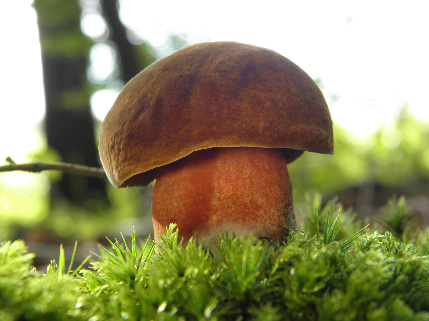 Flockenstieliger Hexenröhrling (Boletus erythropus)