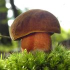 Flockenstieliger Hexenröhrling (Boletus erythropus)