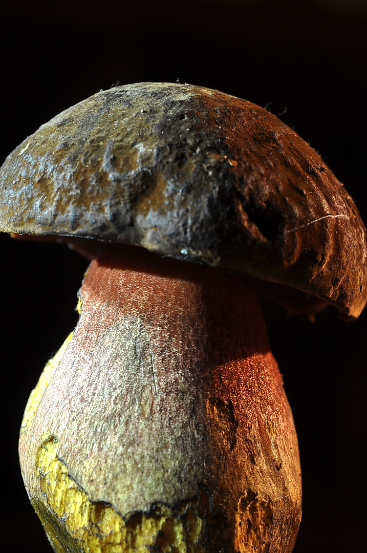 Flockenstieliger Hexenröhrling (Boletus erythropus)