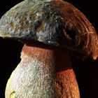 Flockenstieliger Hexenröhrling (Boletus erythropus)