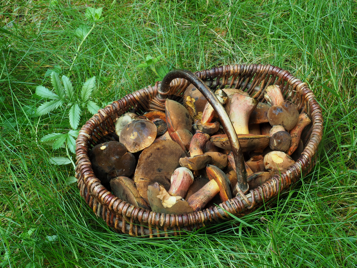  Flockenstieliger Hexenröhrling (Boletus erythropus)