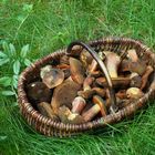  Flockenstieliger Hexenröhrling (Boletus erythropus)