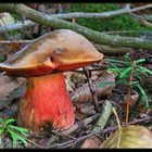 Flockenstieliger Hexenröhrling (Boletus erythropus)