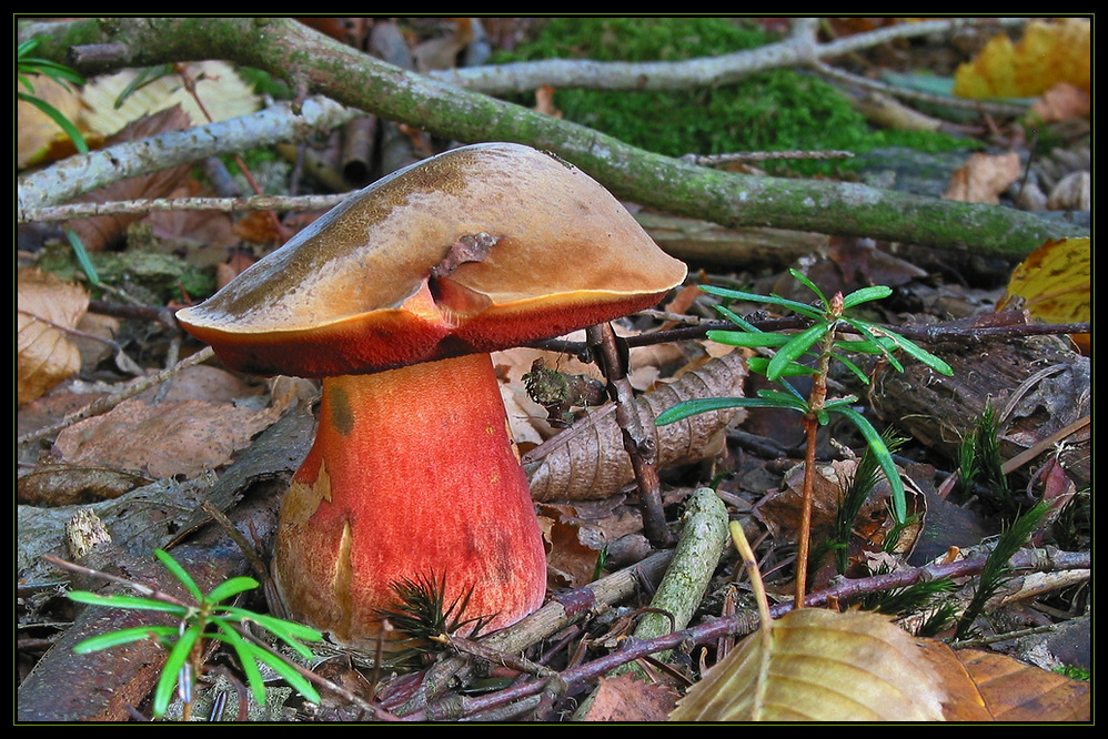 Flockenstieliger Hexenröhrling (Boletus erythropus)