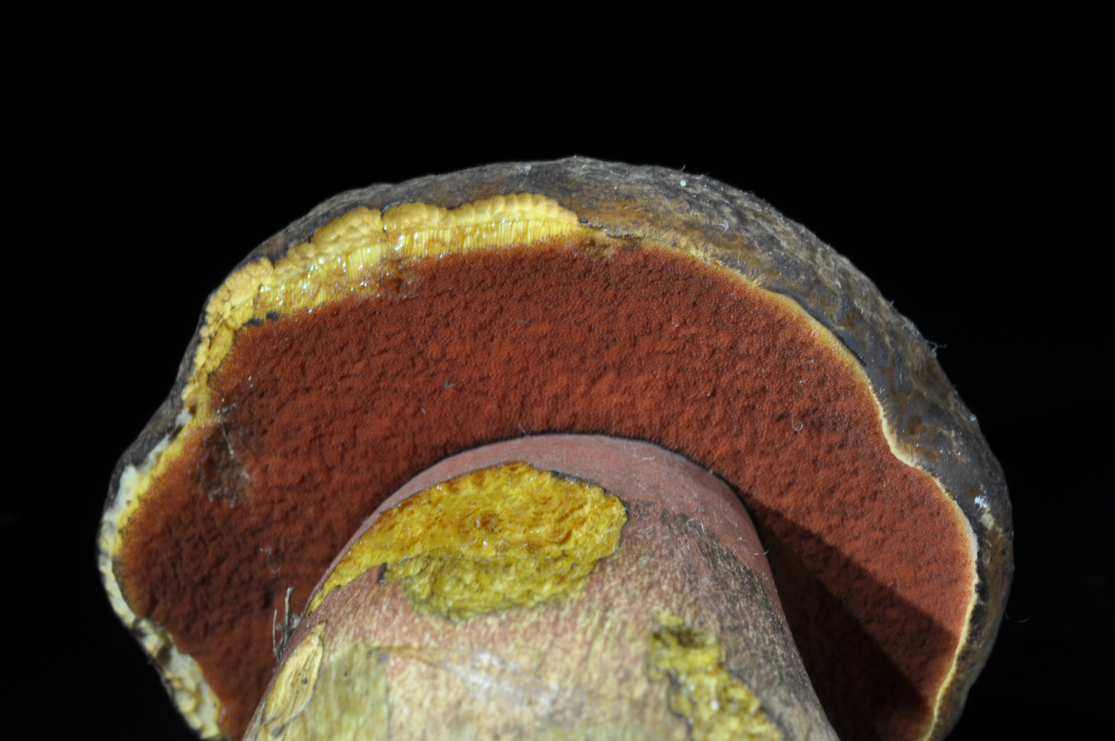 Flockenstieliger Hexenröhrling (Boletus erythropus), Unterseite