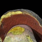 Flockenstieliger Hexenröhrling (Boletus erythropus), Unterseite